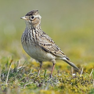 Diese Singvögel sind wieder da - Feldlerche | Ornithologe Volker Schönfeld