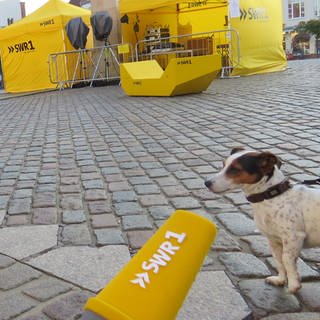 Wuffi auf dem Landauer Marktplatz