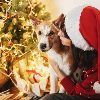 Weihnachtsgeschenke für Haustiere: Ein Hund mit seiner Besitzerin vor einem geschmückten Tannenbaum