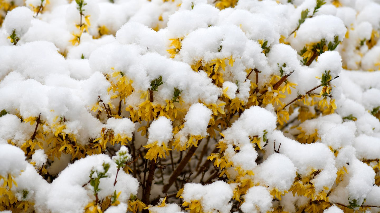 Bei Schneelast und Kahlfrost: Winterliche Aufgaben für den Garten - SWR1 RP  - SWR1
