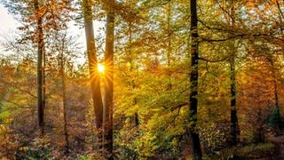 Herbstglühen im Pfälzer Wald