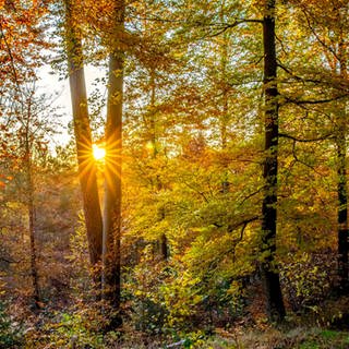 Herbstglühen im Pfälzer Wald