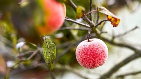 Eingefrosteter Apfel am Baum