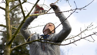 Baum wird zurückgeschnitten