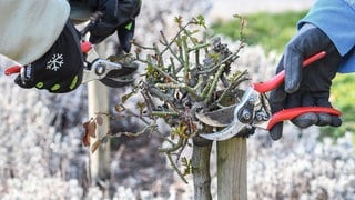 Hecke wird geschnitten Winter