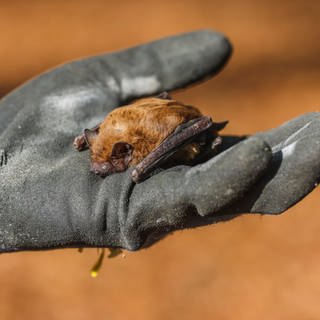 Eine Fledermaus der Art "Großer Abendsegler" liegt in einer Handfläche.