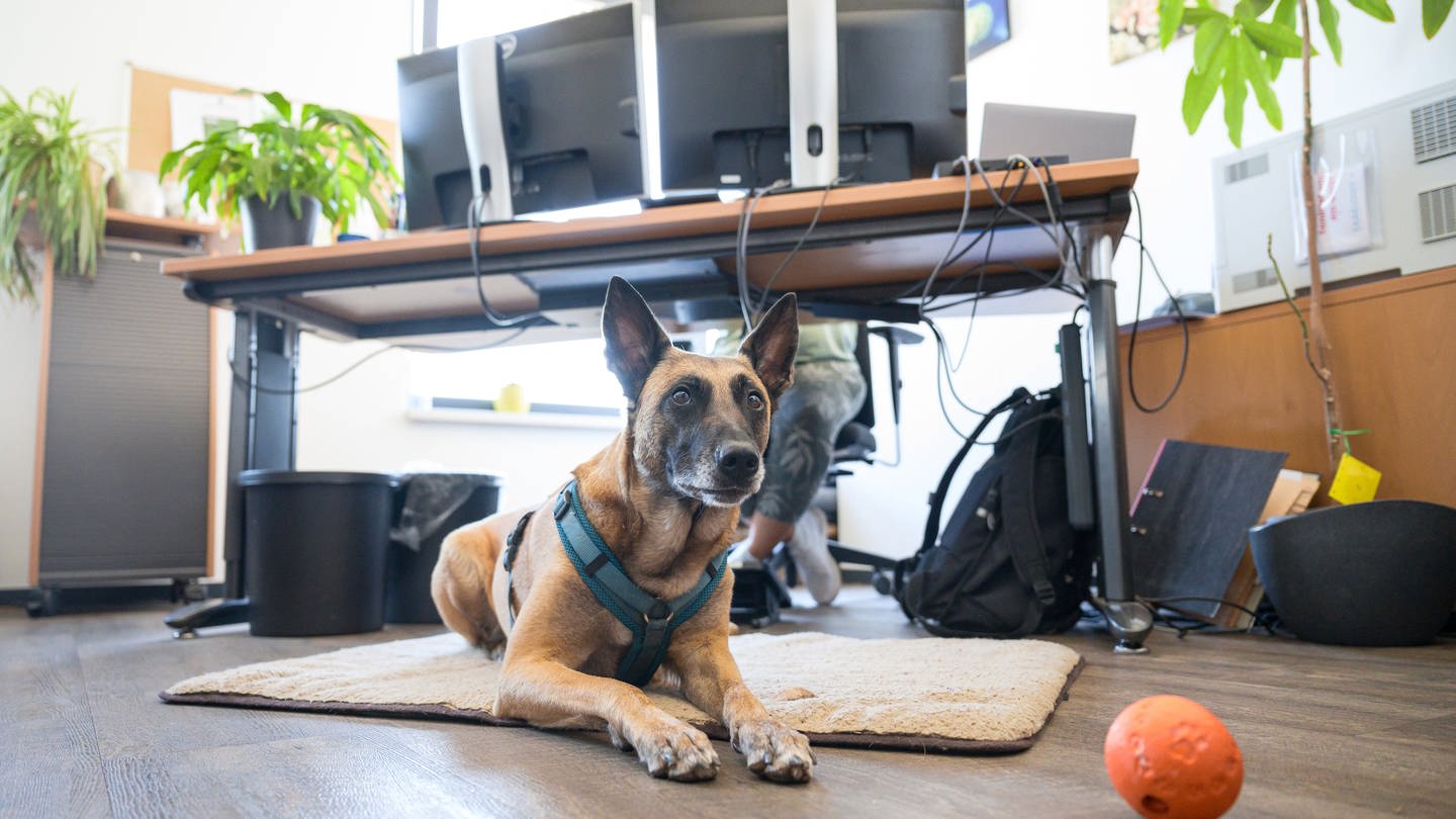 Ein Bürohund sitzt vor dem Schreibtisch