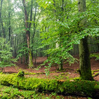 Buchenwald mit liegendem, moosbewachsenem Totholz im Serrahner Buchenwald, Mecklenburg-Vorpommern, Mueritz Nationalpark