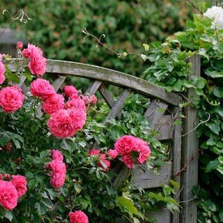 Rosa Kletterrosen an einem Gartenzaun