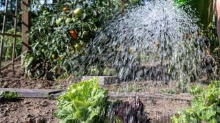 Eine Frau gießt ein Gemüsebeet in einem Kleingarten in Leipzig. Immer mehr Landkreise in Ostdeutschland verhängen Wasserentnahmeverbote. Das Umweltbundesamt hält solche Einschränkungen für sinnvoll. 
