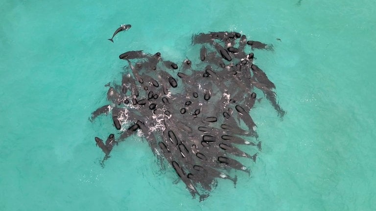 Juli 2023: In Herzform versammelt sich eine Schule von Grindwalen in der Nähe des Cheynes Beach östlich von Albany (Australien). Nach der Massenstrandung von Grindwalen an einem Strand in Westaustralien sind mehr als 50 Tiere verendet. In einem Rennen gegen die Zeit versuchten Einsatzkräfte, 46 noch lebende Meeressäuger zurück ins Meer zu transportieren. Warum die Tiere sich so sonderbar umeinander geschart hatten, blieb zunächst ein Rätsel.