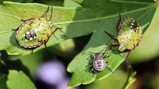 Grüne Reiswanzen, auch Südliche Stinkwanzen (Nezara viridula), Nymphen in unterschiedlichen Entwicklungsphasen an einem Hibiskus