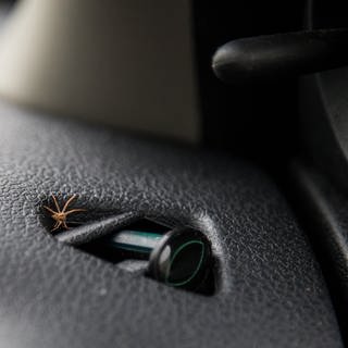 Eine Spinne sitzt auf dem Amaturenbrett eines Autos