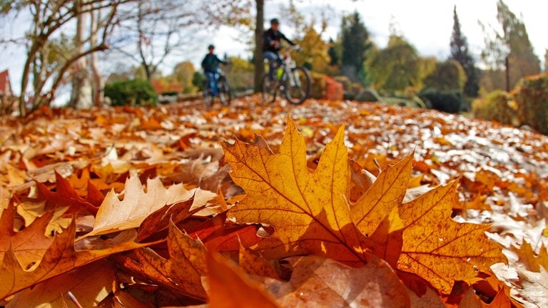 SWR1 Gartentipp: Herbstlaub Liegen Lassen Oder Besser Wegräumen? - SWR1 ...