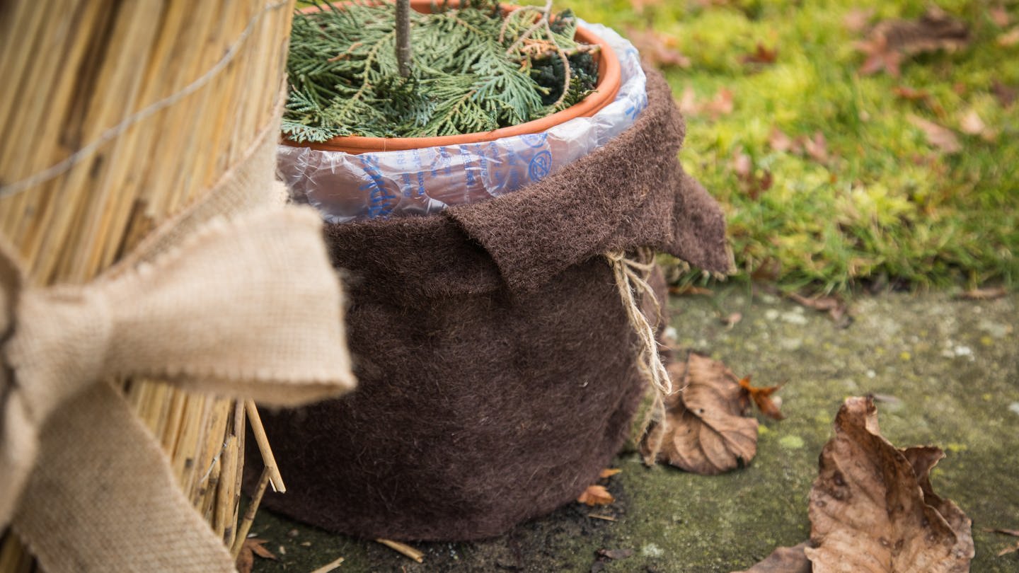Diese Kübelpflanze wurde mit einem Fleece eingepackt, um sie vor Kälte zu schützen.