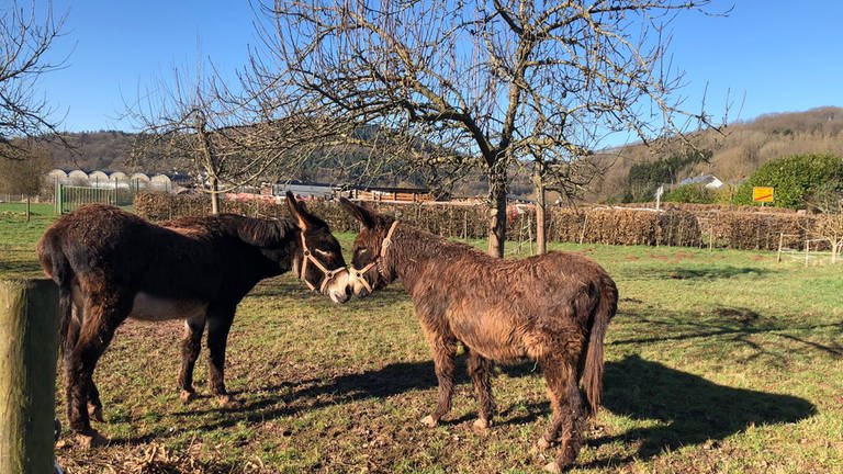 Peter Broy besitzt Esel und bietet Wanderungen mit ihnen an.