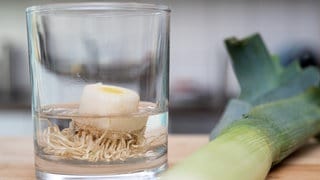 Regrowing: Die abgeschnitte Wurzel eines Porrees liegt in einem Wasserglas. Im Hintergrund sieht man den restlichen Porree