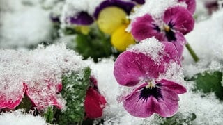 Bunte Veilchen im Schnee