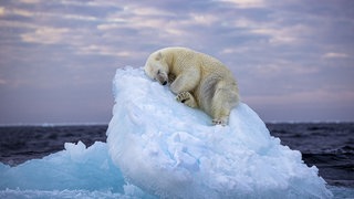 8. Februar: So friedlich sieht man Eisbären selten. Dieser schlafende Eisbär wurde vom englischen Fotografen Nima Sarikhani im norwegischen Svalbard-Archipel aufgenommen. Für das Foto hat Sarikhani nun den Publikumspreis des Wettbewerbs "Wildlife Photographer of The Year" des Londoner Natural History Museums gewonnen.