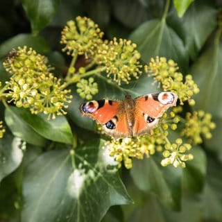 Ein Schmetterling (Tagpfauenauge) sitzt auf der Blüte einer Efeupflanze.