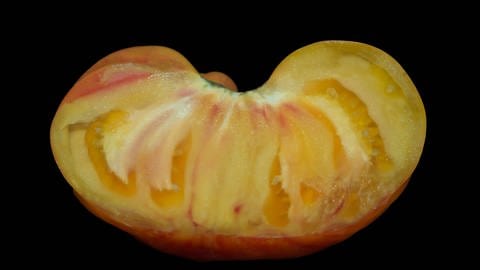 Groß und fleischig, die Ochsenherz-Tomate | Exotische und seltene Tomatensorten aus Obermoschel