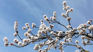 Aprikosenblüten | Kälteeinbruch: Obstbauern fürchten um ihre Ernte