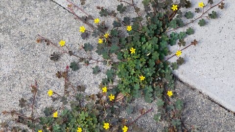 Horn-Sauerklee wächst aus Bodenritzen | Wie Sie Stauden im Garten pflegen und Sauerklee loswerden können