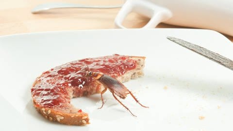 Eine Kakerlake isst von einem Marmeladenbrot, das auf einem Teller liegt