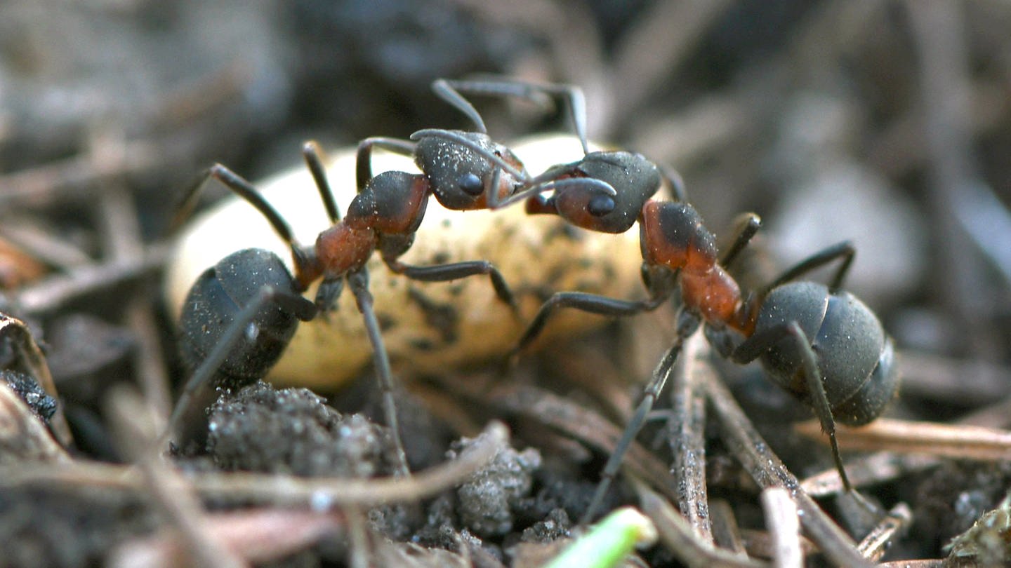 So bekämpfen Sie lästige Ameisen im Garten