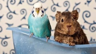 Blauer Wellensittich und US-Teddy-Meerschweinchen in einer Minibadewanne | So helfen Sie Ihren Haustieren bei großer Hitze