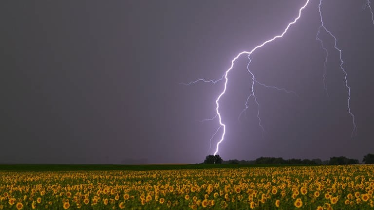 1. Juli: Ein Blitz zieht sich wie ein Riss über eine grau-lila Wolkendecke und leuchtet über einem Sonnenblumenfeld im Osten von Brandenburg. Der Deutsche Wetterdienst hatte bis in die Nacht hinein vor Unwettern gewarnt. In Dortmund wurde das Achtelfinalspiel am Samstagabend zwischen Deutschland und Dänemark wegen des Gewitters zeitweilig unterbrochen.  