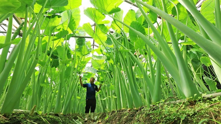 4. Juli: Was auf diesem Bild an das Märchen "der kleine Däumling" erinnert, zeigt in Wirklichkeit einen Bauern, der riesige Elefantenohrpflanzen für die anstehende Ernte in Susaki ontrolliert. Das rund drei Meter hohe Ryukyu-Gemüse wird im Sommer als lokale Delikatesse verkauft.