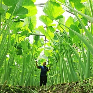 4. Juli: Was auf diesem Bild an das Märchen "der kleine Däumling" erinnert, zeigt in Wirklichkeit einen Bauern, der riesige Elefantenohrpflanzen für die anstehende Ernte in Susaki ontrolliert. Das rund drei Meter hohe Ryukyu-Gemüse wird im Sommer als lokale Delikatesse verkauft.