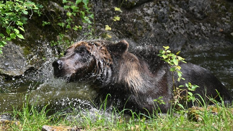 23. Juli: Braunbär Mykhailo schüttelt nach seinem Bad das Wasser aus dem Fell. 
