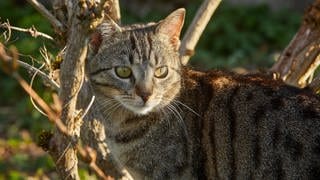 Was man bei freilaufenden Katzen beachten sollte