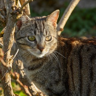 Was man bei freilaufenden Katzen beachten sollte