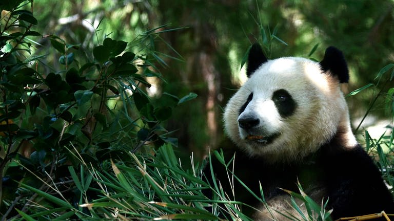 9. August: Ein Bambus-Snack zum Einzug! Panda-Weibchen Xin-Bao in ihrem neuen Gehege "Panda-Ridge" im Zoo von San Diego, Kalifornien. Xin-Bao und ihr Mitbewohner Yun-Chuan sind seit 21 Jahren die ersten neuen Panda-Bären in den Vereinigten Staaten und dürfen ab sofort in ihrem neuen Reich bestaunt werden.