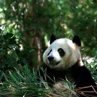 9. August: Ein Bambus-Snack zum Einzug! Panda-Weibchen Xin-Bao in ihrem neuen Gehege "Panda-Ridge" im Zoo von San Diego, Kalifornien. Xin-Bao und ihr Mitbewohner Yun-Chuan sind seit 21 Jahren die ersten neuen Panda-Bären in den Vereinigten Staaten und dürfen ab sofort in ihrem neuen Reich bestaunt werden.