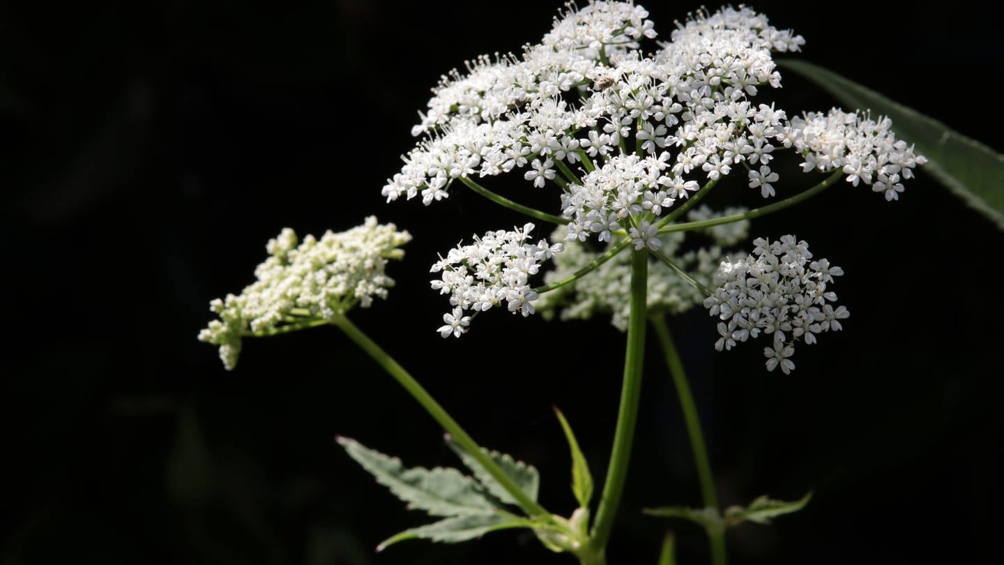 Giersch | SWR1 Gartentipp: Wie sich Giersch sinnvoll nutzen lässt