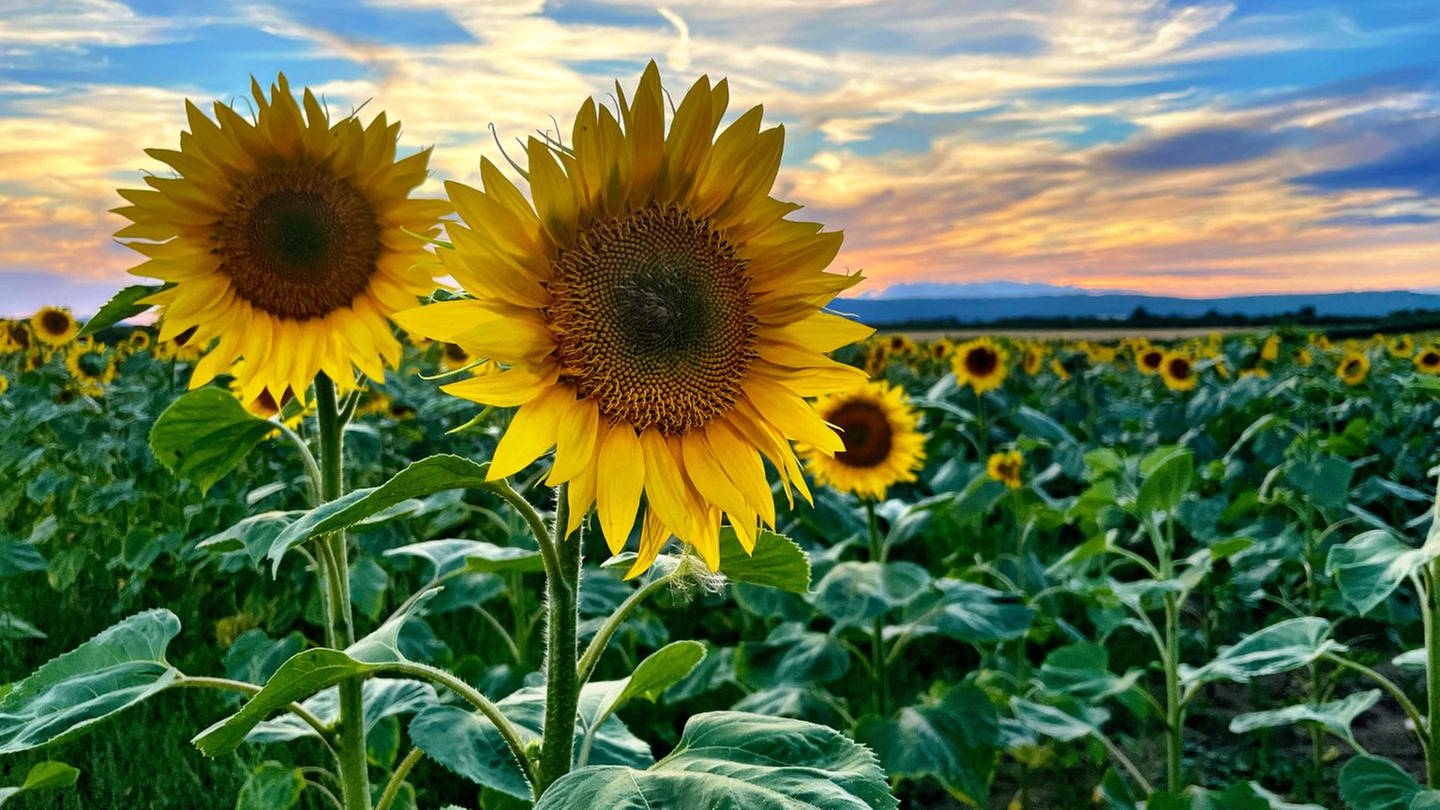 Sonnenblumenfeld in Wackernheim