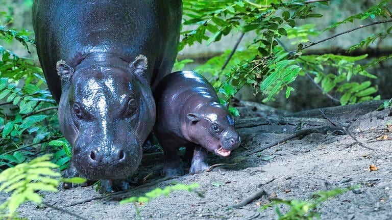 16. August: Toni und ihre Mutter Debbie machen den ersten Ausflug und erkunden das Außengehege des Berliner Zoos. Dabei erobert die kleine, 15 bis 18 Kilogramm schwere Zwergflusspferd-Dame die Herzen der Besucher im Sturm. Toni, am 3. Juni geboren, hatte zuletzt wegen eines Beckenbruches von sich reden gemacht, vermutlich weil sich Mutter Debbie auf sie gelegt hatte. Der kleinen geht es jetzt aber wieder gut. In rund einem Jahr wird Toni ausgewachsen und dann um die 200 Kilo schwer sein.