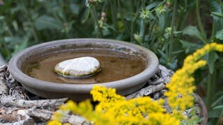 Wasserstelle für Tiere und Insekten im Garten