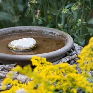 Wasserstelle für Tiere und Insekten im Garten