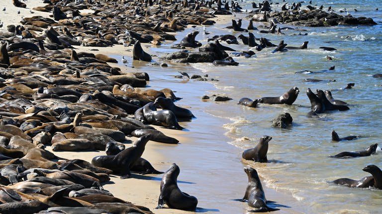 21. August: Pech gehabt, liebe Badegäste! Am San-Carlos-Beach in Monterey, Kalifornien müssen Badegäste derzeit aufs kühle Nass verzichten. Der Grund: Hunderte von Seelöwen blockieren seit Anfang der Woche den Strand. Die Behörden haben daraufhin den Strand gesperrt, Besucher sollten einen Mindestabstand wahren. Der Grund für die Invasion der Seelöwen ist derzeit unklar.