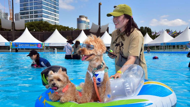 22. August: So geht Hunde-Schwimmen auf koreanisch. Wenn die koreanische Halbinsel unter Temperaturen von über 35 Grad ächzt, treffen sich wie hier in Seoul die hippen Vierbeiner zum Bad im kühlen Nass. Nicht ohne Schlauchboot, passender Bademode und Sonnenbrille.