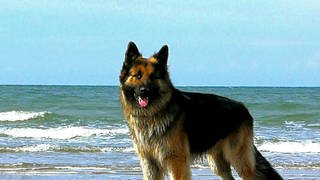 Arno aus Birkenfeld schreibt uns zu seinem Bild "Hund an der Nordsee": Urlaub in Holland in Renesse Seeland.