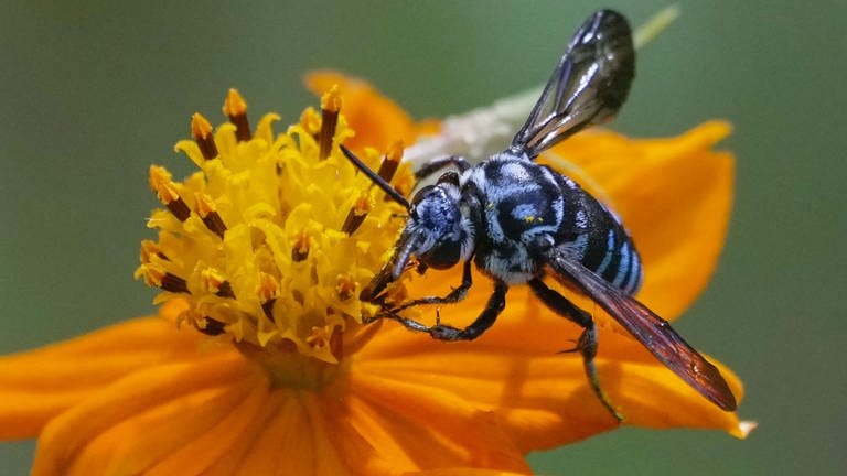 27. August: Diese seltene blaue Biene saß auf einer Blume in einem Blumengarten auf dem Gelände des Chojuji-Tempels im Westen Japans. In der Fachwelt ist die schwarz-blaue Biene als "Thyreus decorus" bekannt. Wer das seltene Insekt zu Gesicht bekommt hat ziemliches Glück, denn in Japan gilt sie als Glücksbringer.