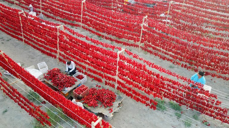 28. August: In der chinesischen Region Xinjiang, im Nordwesten des Landes ist Erntezeit für Chili-Schoten. Hier werden sie gerade zum trocknen in der Sonne auf Leinen aufgehängt. Dabei strahlen die Schoten in einem kräftigen rot.