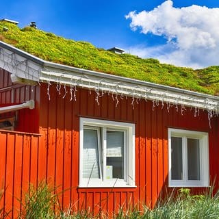 Dachbegrünung in Schleswig-Holstein | Das gibt es bei Dachbegrünung zu beachten