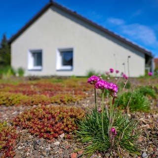 Pflanzen als Begrünung auf einem hausdach | SWR1 Gartentipp: Tipps für die Dachbegrünung